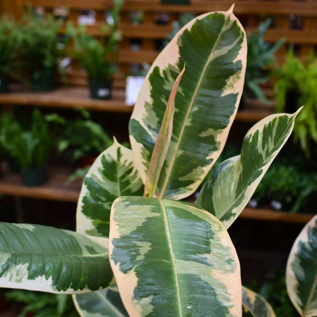 tineke rubber tree plant 6p! Ficus e Tineke Bush / Variegated RubberTree /Tropical