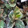 close up ficus tineke