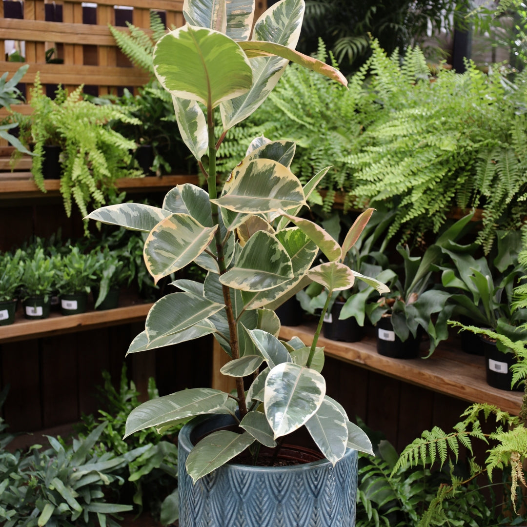 variegated rubber tree houseplant 6p! Ficus e Tineke Bush / Variegated RubberTree /Tropical