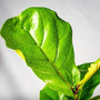 solitary deep green violin shaped Ficus Lyrata Fig Bush leaf
