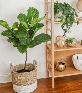 Fiddle Leaf Fig Tree