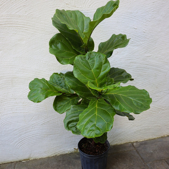 fiddle leaf fig tree