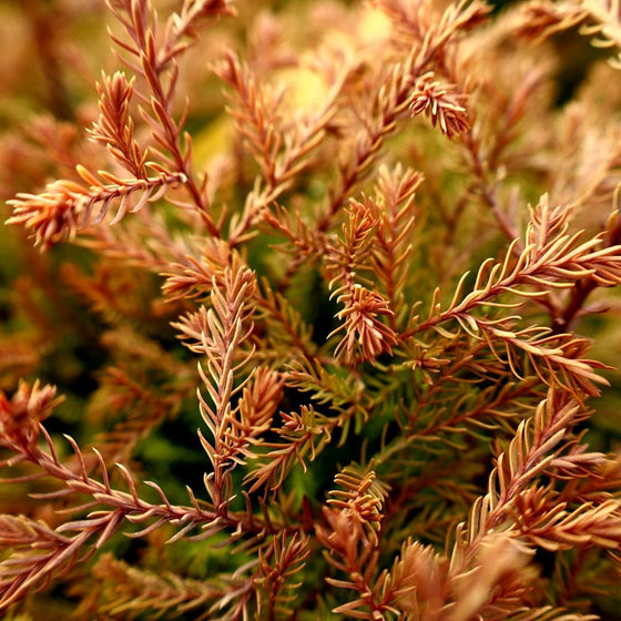 Fire Chief Arborvitae radiates warmth and color in a yard