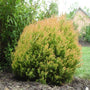 thuja fire chief plants as landscaping shrub