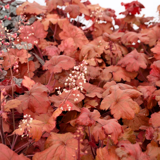 bright red foliage on fire alarm heuchera