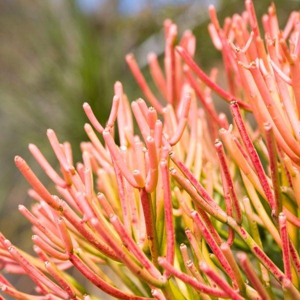 pencil cactus vs fire stick Buy Firesticks Pencil Cactus Plants Online
