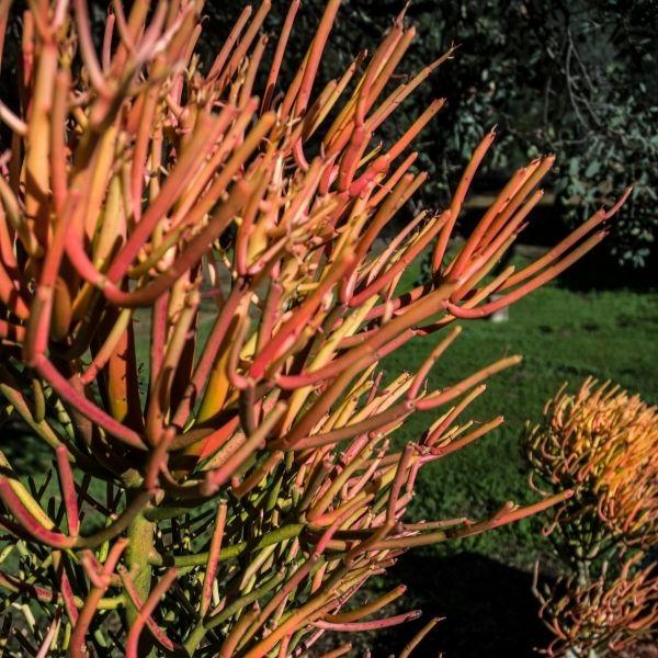 pencil cactus firestick Firesticks Pencil Cactus