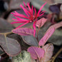 neon pink flowers of the Crimson Fire Loropetalum
