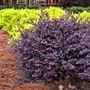 the chinese fringe flower crimson fire is great for foundation plantings