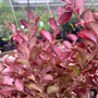 the underside of the crimson fire loropetalums are hot pink