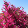 in the spring the crimson fire loropetalum flowers neon pink blooms