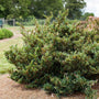 Winter Hazel Evergreen Shrubs