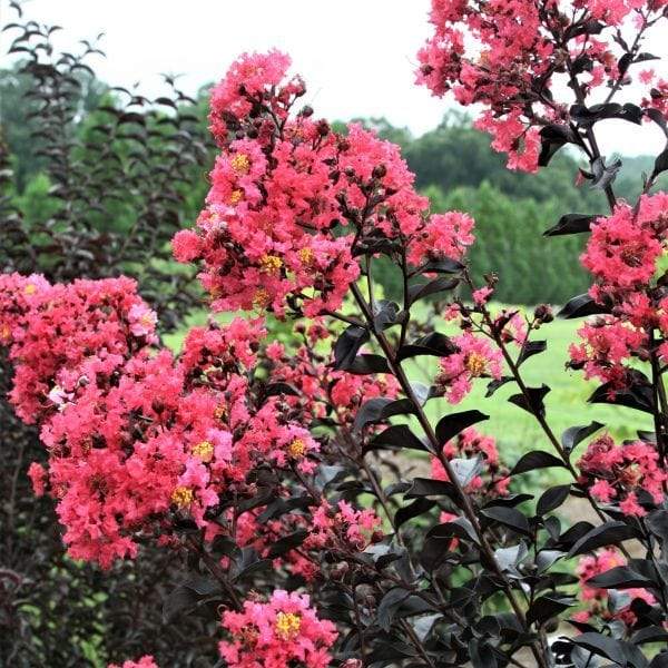 Buy Midnight Magic Crape Myrtle Online | Garden Goods Direct