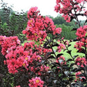 light pink blossoms accented by dark red foliage of the moonlight magic crape
