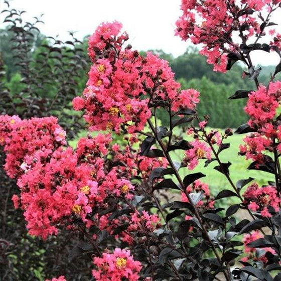 light pink blossoms accented by dark red foliage of the moonlight magic crape