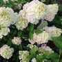 Strawberry Sundae Hydrangea Shrub with white and pink blooms