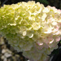 Strawberry Sundae Hydrangea Blooms Close-up