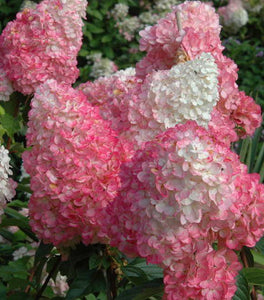 First Editions® Vanilla Strawberry™ Hydrangea