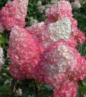 First Editions® Vanilla Strawberry™ Hydrangea
