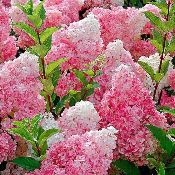 Blooming Vanilla Strawberry shrub with pink and white flowers