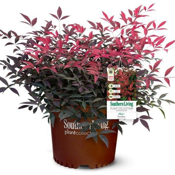 nandina flirt with bright pink and dark red foliage