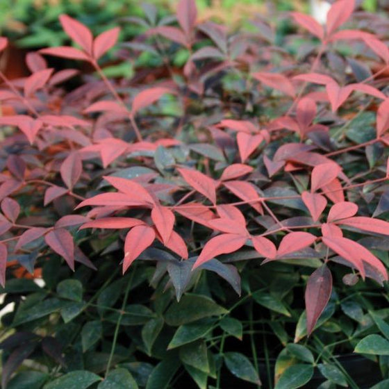 close look at the reddish foliage of the Nandina Flirt Shrubs