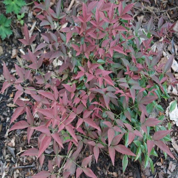 Flirt Nandina for Sale | Garden Goods Direct