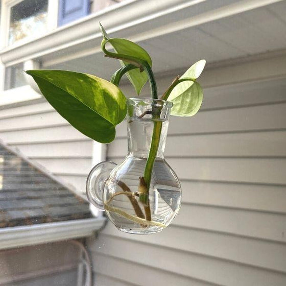 floral illusion cutting vase with propagation in it