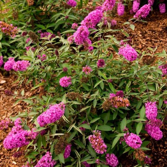 Elegant leaves with sweet scented flowers on a butterfly bush tutti frutti