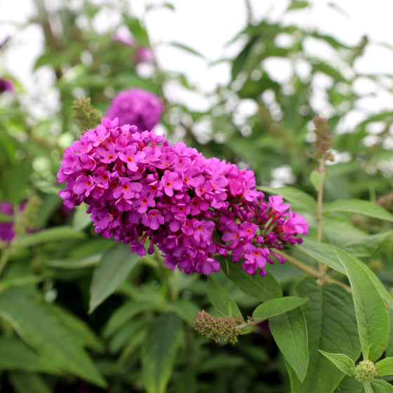 tutti fruiti blooms for pollinator garden