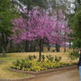 Pink flowering tree Forest Pansy Redbud
