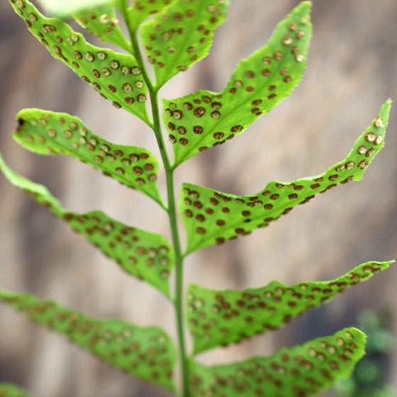 reproductive spores on fern