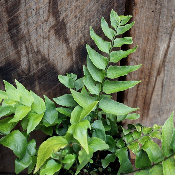 Japanese Holly Fern's shiny green leaves