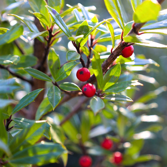 close view of bright red berries on foster holly plant