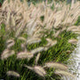 fountain grass in the landscape