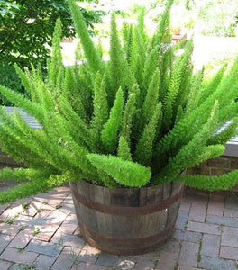 Foxtail Fern