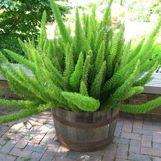 large well grown meyer asparagus fern filling a pot on a shady patio