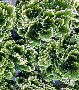 Frosty Ferns