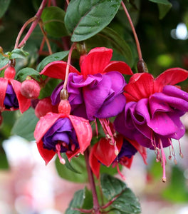 Fuchsia Dark Eyes