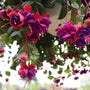 unique annual hanging basket