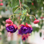 unique blooming annual hanging basket