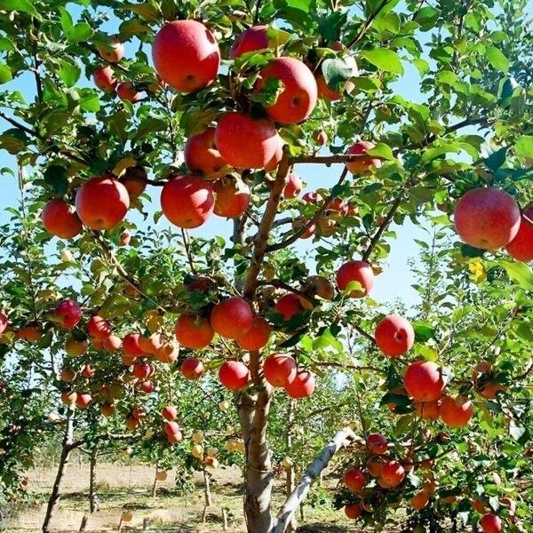 Fuji Apple Tree For Sale - 4-5ft Bareroot Organic Grafted