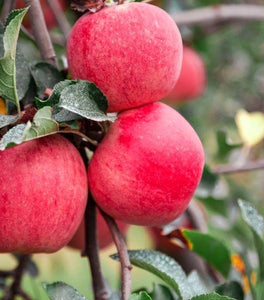 Fuji Apple Tree