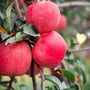 close look at the red skin of the famous fuji apple