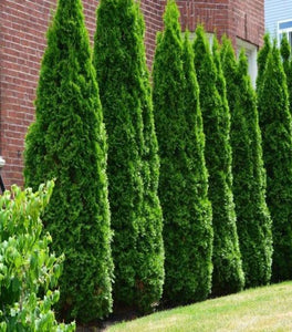 American Pillar Arborvitae – Full Speed A Hedge®