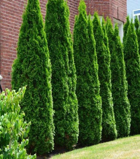 American Pillar Arborvitae – Full Speed A Hedge®