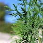 Close up photo of American Pillar's Evergreen Foliage