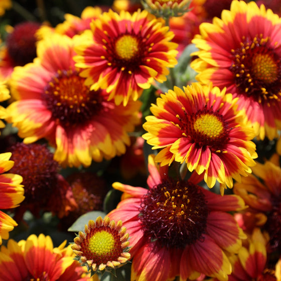 close-up view of the orange and red flowers of Caillardia Arizona Sun perennial