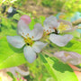 vibrant white blooms of gala apple tree