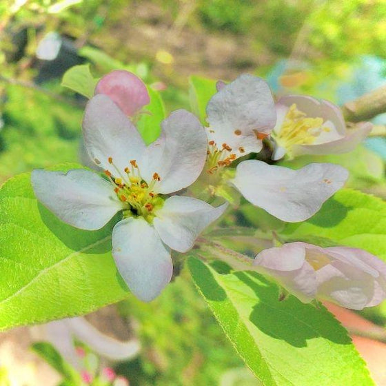 vibrant white blooms of gala apple tree
